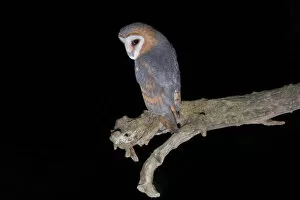 Images Dated 27th August 2005: Barn Owl adult perched on a branch