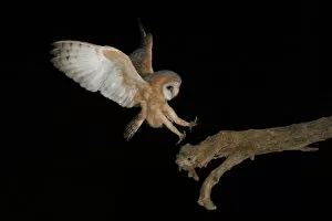 Images Dated 27th August 2005: Barn Owl flying
