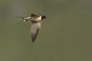Images Dated 17th April 2007: Barn Swallow flying, Hirundo rustica