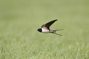 Images Dated 17th June 2007: Barn Swallow flying, Hirundo rustica, Netherlands