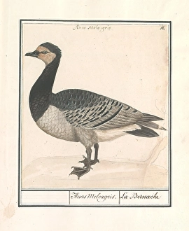 Barnacle Goose Branta leucopsis Anas Meleagris Barnacle Goose Branta leucopsis Anas Meleagris