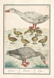 Barnacle Goose House Goose Anser anser domesticus Barnacle Goose House Goose Anser anser domesticus