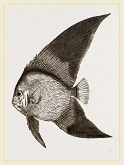 Natural History Of Fish Prints: Bat Chaetodon
