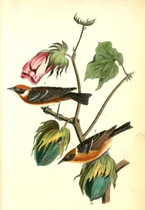 Bay-breasted Wood-Warbler, 1. Male, 2. Female Bay-breasted Wood-Warbler, 1. Male, 2. Female