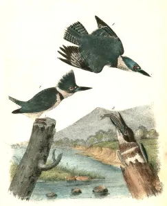 Belted Kingfisher. 1. Male. 2. Female., Audubon, John James, 1785-1851 Belted Kingfisher. 1. Male. 2. Female., Audubon, John James, 1785-1851