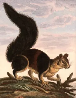 18th Century Illustrations Prints: big squirrel coast Malabar Big Squirrel Signed