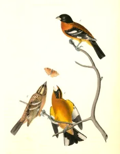 Black-headed Song-Grosbeak. 1. Males. 2. Female Black-headed Song-Grosbeak. 1. Males. 2. Female