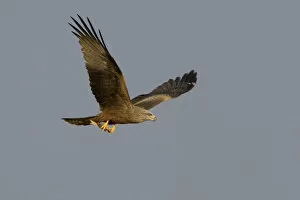 Images Dated 18th February 2006: Black Kite flying, Milvus migrans