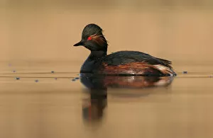 Images Dated 21st April 2007: Black-necked Grebe adult summerplumage swimming, Podiceps nigricollis