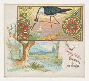 Black-necked Stilt Game Birds series N40 Allen & Ginter Cigarettes Black-necked Stilt Game Birds series N40 Allen & Ginter Cigarettes