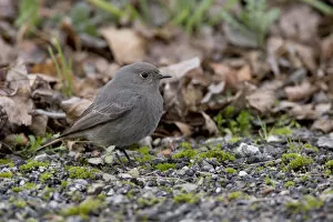 Images Dated 23rd January 2005: Black Redstart standing on the ground, Phoenicurus ochruros
