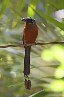 Images Dated 16th December 2007: Blue-crowned Motmot perched Tobago