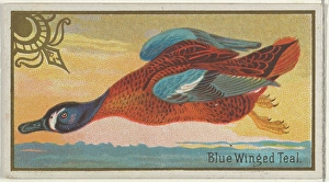 Blue Winged Teal Game Birds series N13 Allen & Ginter Cigarettes Brands Blue Winged Teal Game Birds series N13 Allen & Ginter Cigarettes Brands