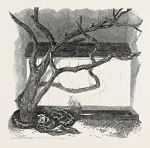 The Boa Constrictor Swallowing the Wrapper Print
