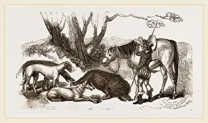 Wildlife Conservation Photos Prints: Boar Hunt