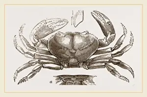 Plant Identification Guide Prints: Boscia dentata