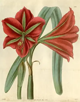 Botanical Print by Sir William Jackson Hooker, 1785-1865