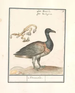 Brent goose Branta bernicla Bernicla title object Brent goose Branta bernicla Bernicla title object