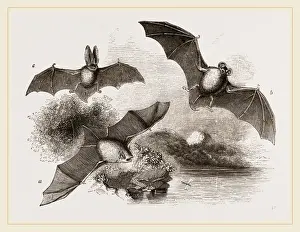 British Wildlife Conservation Prints: British Bats