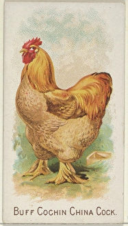 Buff Cochin China Cock Prize Game Chickens series Buff Cochin China Cock Prize Game Chickens series