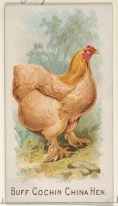 Buff Cochin China Hen Prize Game Chickens series Buff Cochin China Hen Prize Game Chickens series