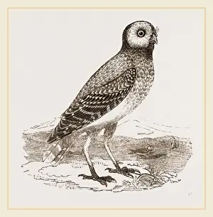 Burrowing Owl Habitat Prints: Burrowing Owl
