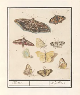 Butterflies moths Moths Papillons title object Butterflies moths Moths Papillons title object