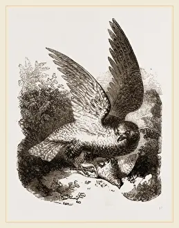 Buzzard Bird Prints: Buzzard