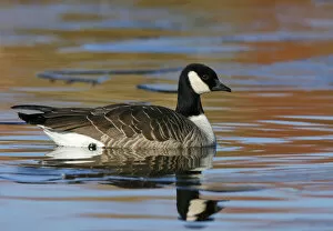 Images Dated 16th December 2007: Cackling Goose, Branta hutchinsii, United States