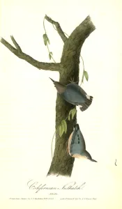 Californian Nuthatch. Adults., Audubon, John James, 1785-1851 Californian Nuthatch. Adults., Audubon, John James, 1785-1851