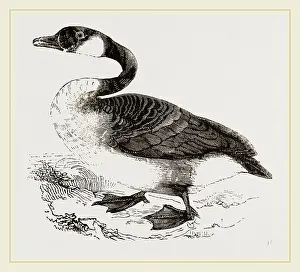 Wildlife Photography Canada Goose Prints: Canada Goose