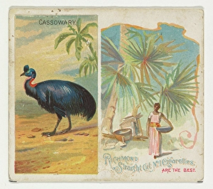 Cassowary Birds Tropics series N38 Allen & Ginter Cigarettes Cassowary Birds Tropics series N38 Allen & Ginter Cigarettes