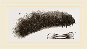 Nature Photography Collection Prints: Caterpillar of Tiger-Moth