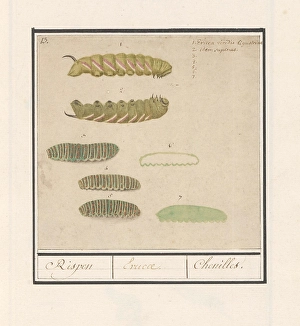 Caterpillars Rispen Erucae Chenilles title object Caterpillars Rispen Erucae Chenilles title object