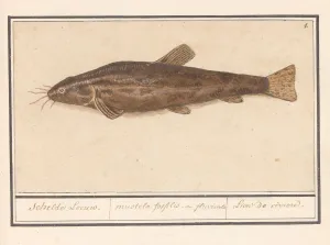 Catfish Siluridae Scheldt Lion mustela fosfilis Catfish Siluridae Scheldt Lion mustela fosfilis
