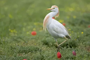Images Dated 10th May 2007: Cattle Egret adult summerplumage walking