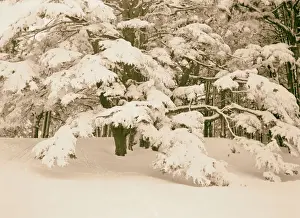 Cedars Of Lebanon Prints: Cedars flat spreading cedar branches weighted