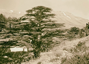 cedars Lebanon Arz Tripoli cedar grove inside cedars Lebanon Arz Tripoli cedar grove inside