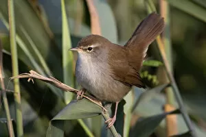 Images Dated 26th August 2006: Cetti's Warbler, Cettia cetti