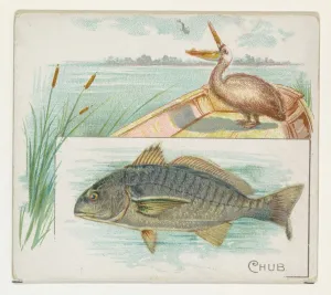 Chub Fish American Waters series N39 Allen & Ginter Cigarettes Chub Fish American Waters series N39 Allen & Ginter Cigarettes