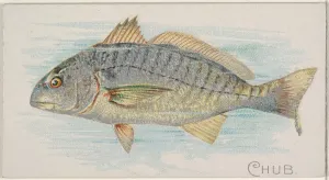Chub Fish American Waters series N8 Allen & Ginter Cigarettes Brands Chub Fish American Waters series N8 Allen & Ginter Cigarettes Brands