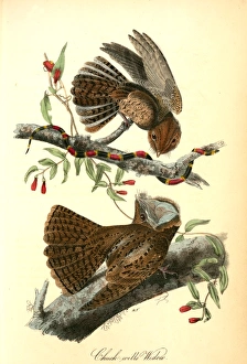 Chuck-wills Widow. (Harlequin Snake)., Audubon, John James, 1785-1851 Chuck-wills Widow. (Harlequin Snake)., Audubon, John James, 1785-1851
