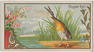 Clapper Rail Game Birds series N13 Allen & Ginter Cigarettes Brands Clapper Rail Game Birds series N13 Allen & Ginter Cigarettes Brands