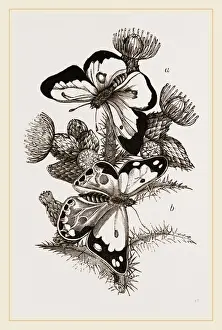 Nature Photography Collection Prints: Clouded Butterflies