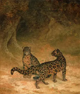 Clouded Leopards Print
