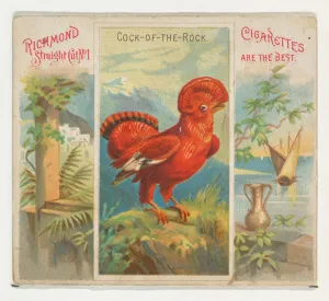 Cock Rock Birds Tropics series N38 Allen & Ginter Cigarettes Cock Rock Birds Tropics series N38 Allen & Ginter Cigarettes