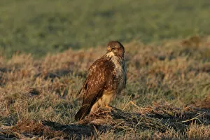 Images Dated 18th December 2006: Common Buzzard perched in field, Buteo buteo