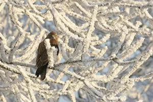 Images Dated 22nd December 2007: Common Buzzard perched in hoar frost covered tree, Buteo buteo