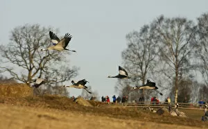 Images Dated 7th April 2007: Common Crane flying, Grus grus