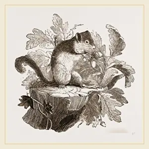 Common Dormouse Habitat Prints: Common Dormouse
